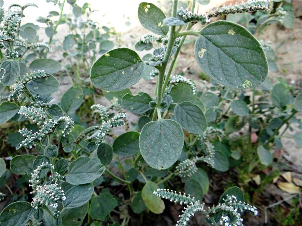 Heliotropium europaeum